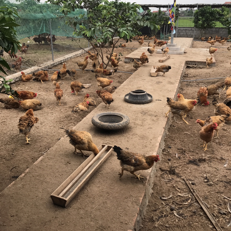 Gà lương phượng bố mẹ